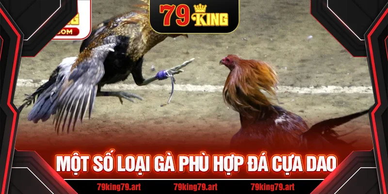 Các giống gà phù hợp để tham gia