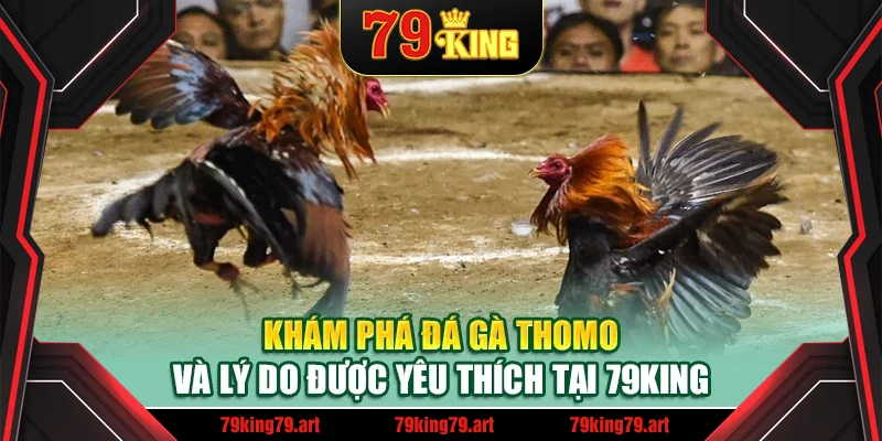 Khám phá đá gà Thomo và lý do được yêu thích tại 79King